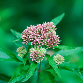 Eupatoire chanvrine - Eupatorium cannabinum - Plantes vivaces