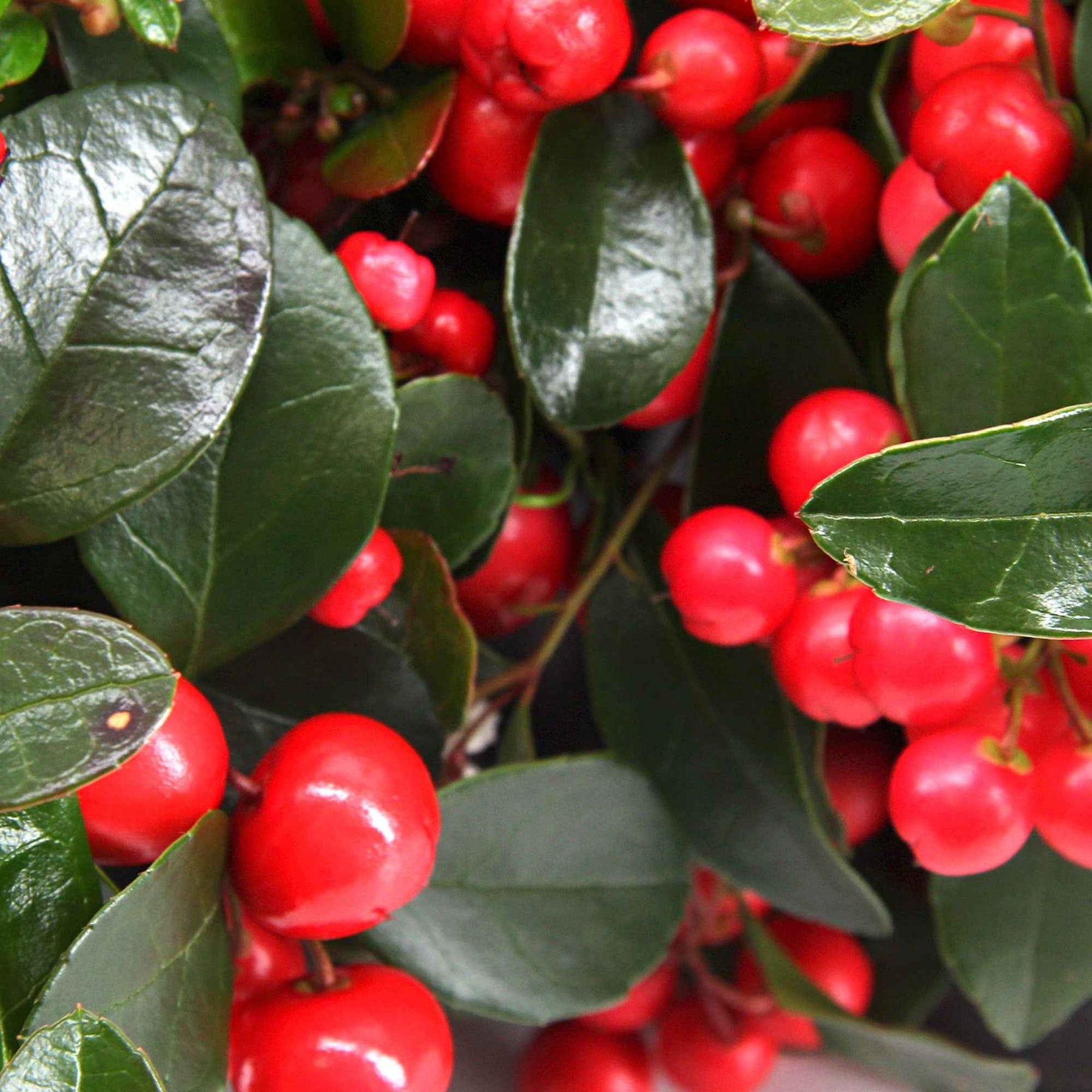 Gaultheria procumbens Big Berry - Gaultheria procumbens big berry - Plantes