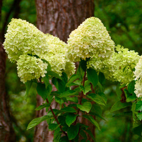 Hortensia paniculé Silver Dollar - Hydrangea paniculata silver dollar - Arbustes