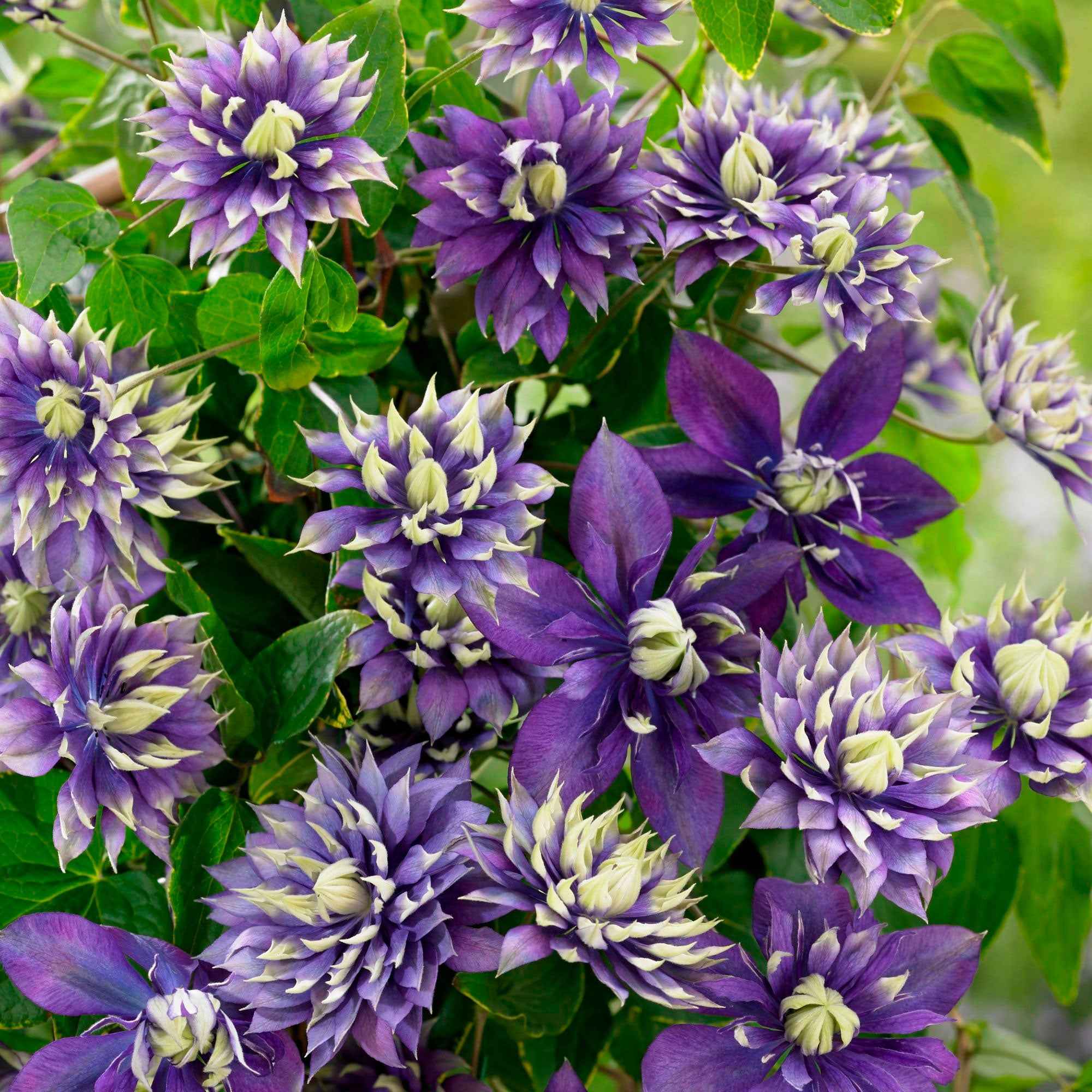 Clématite Taïga - Clematis Taïga - Plantes