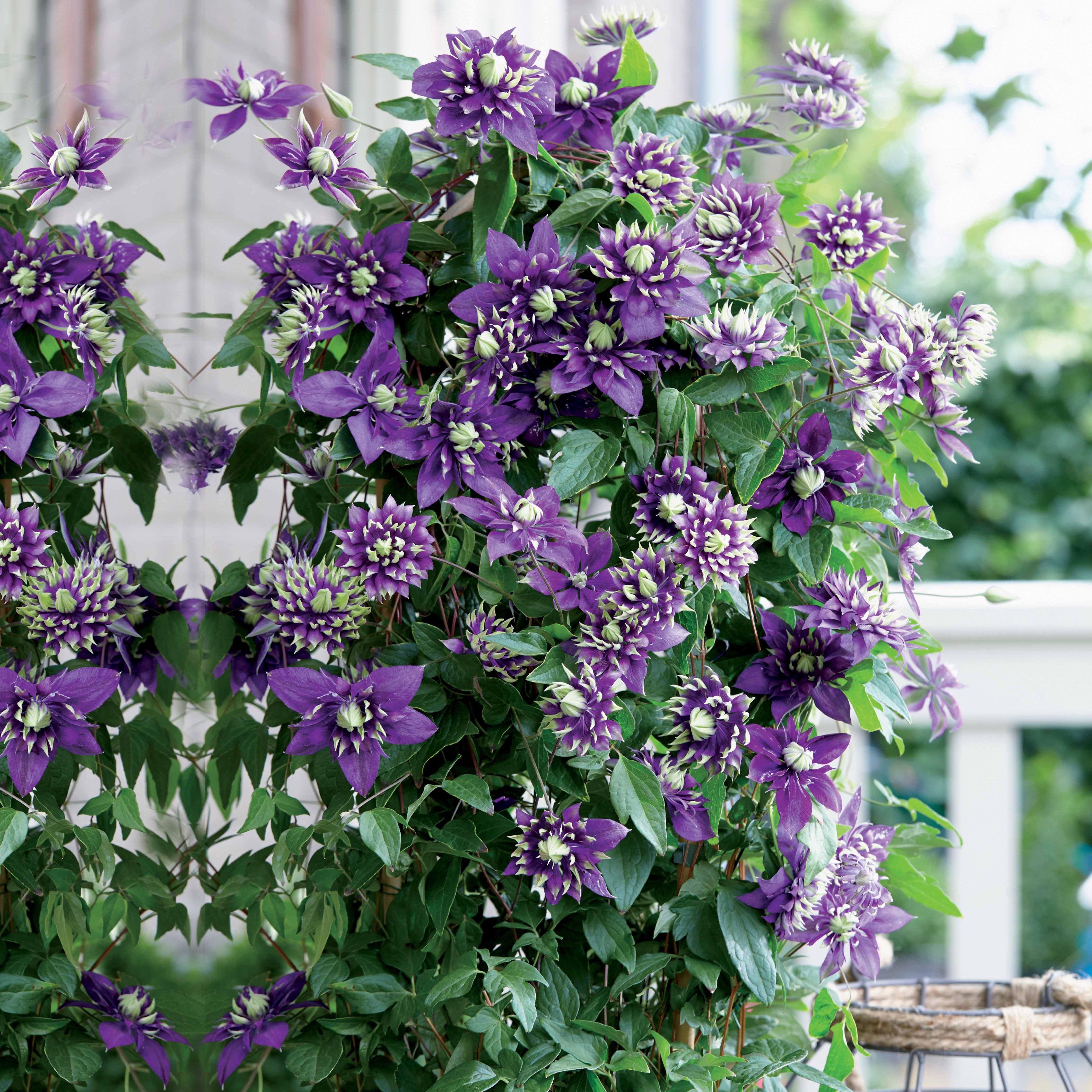 🌿 TUTEURER UNE PLANTE GRIMPANTE : CLÉMATITE, JASMIN 🌸 