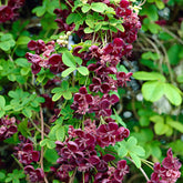 Akébia à cinq feuilles - Akebia quinata - Plantes