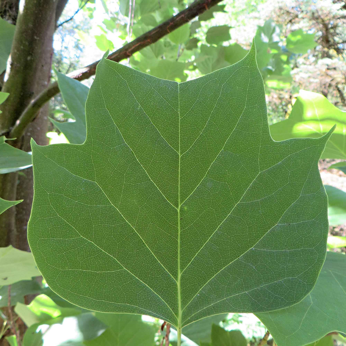 Tulipier de Virginie - Liriodendron tulipifera danny - Willemse