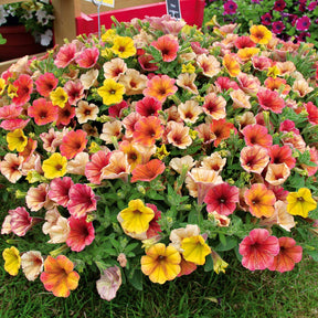 3 Pétunias retombants jaunes roses - Petunia cascadias indian summer