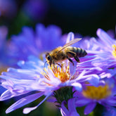 3 Astères dumosus Lady In Blue - Aster dumosus lady in blue - Plantes vivaces