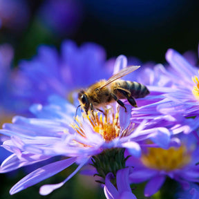 3 Astères dumosus Lady In Blue - Aster dumosus lady in blue - Plantes vivaces