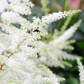 Astilbe d'Arends Brautschleier - Astilbe brautschleier - Plantes vivaces