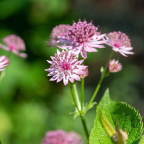 Grande astrance Roma - Astrantia major roma - Plantes vivaces