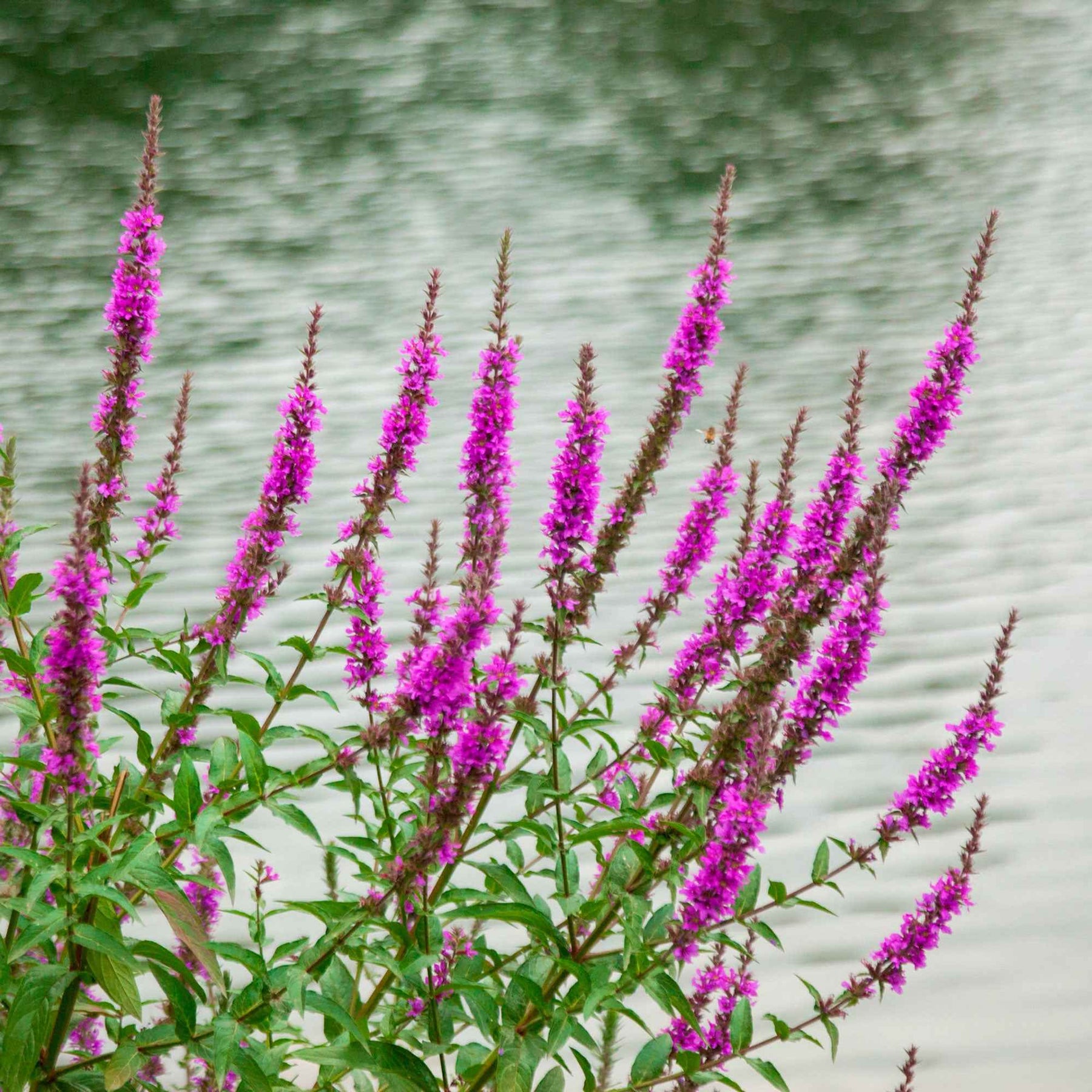 Salicaire commune Robert - Lythrum salicaria robert - Plantes