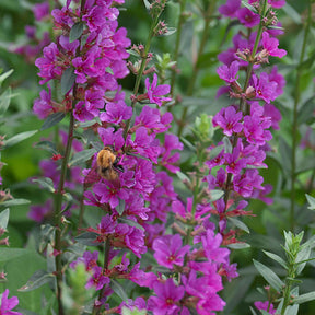 Salicaire commune Robert - Lythrum salicaria robert - Plantes aquatiques