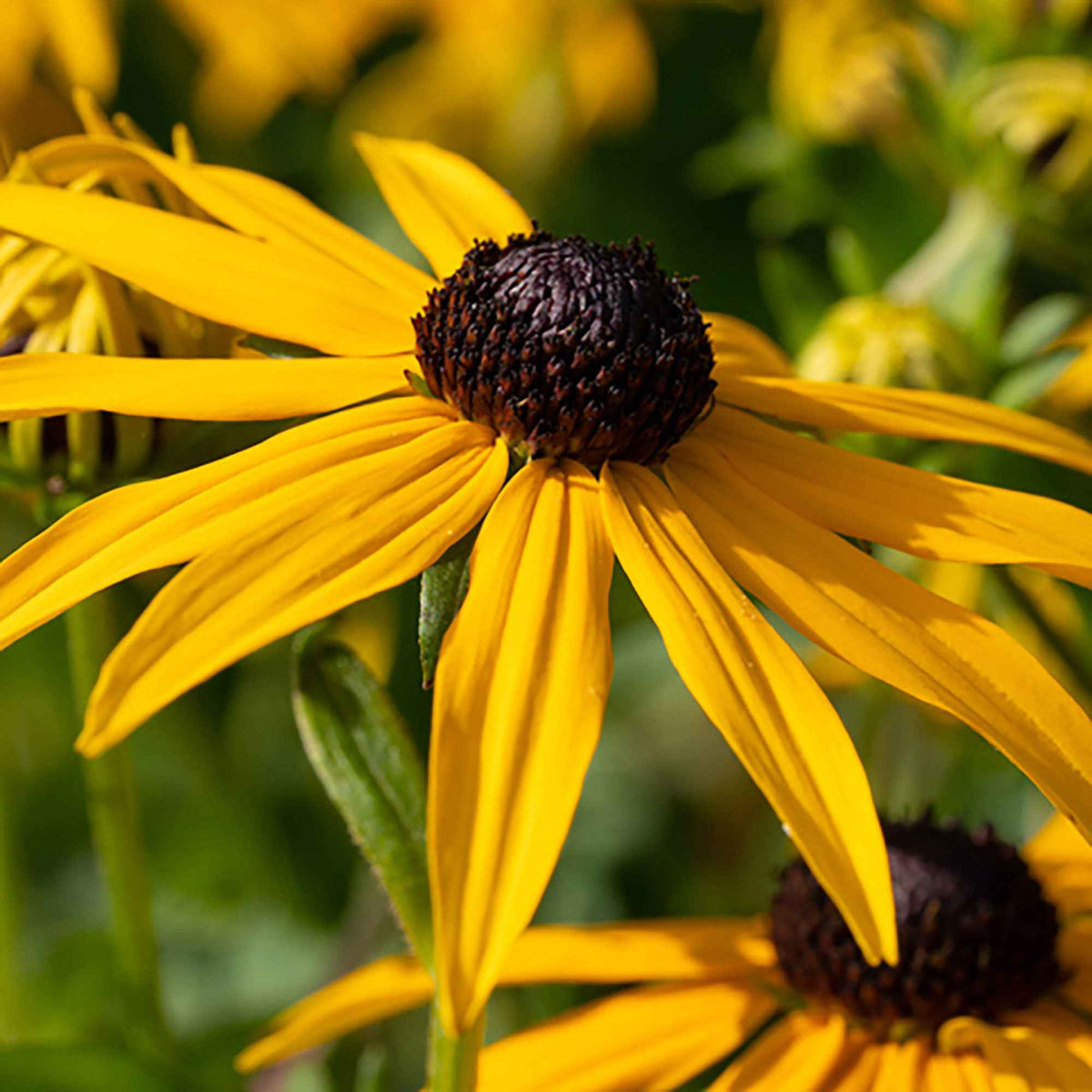 3 Rudbeckia Goldsturm - Rudbeckia fulgida goldsturm - Willemse