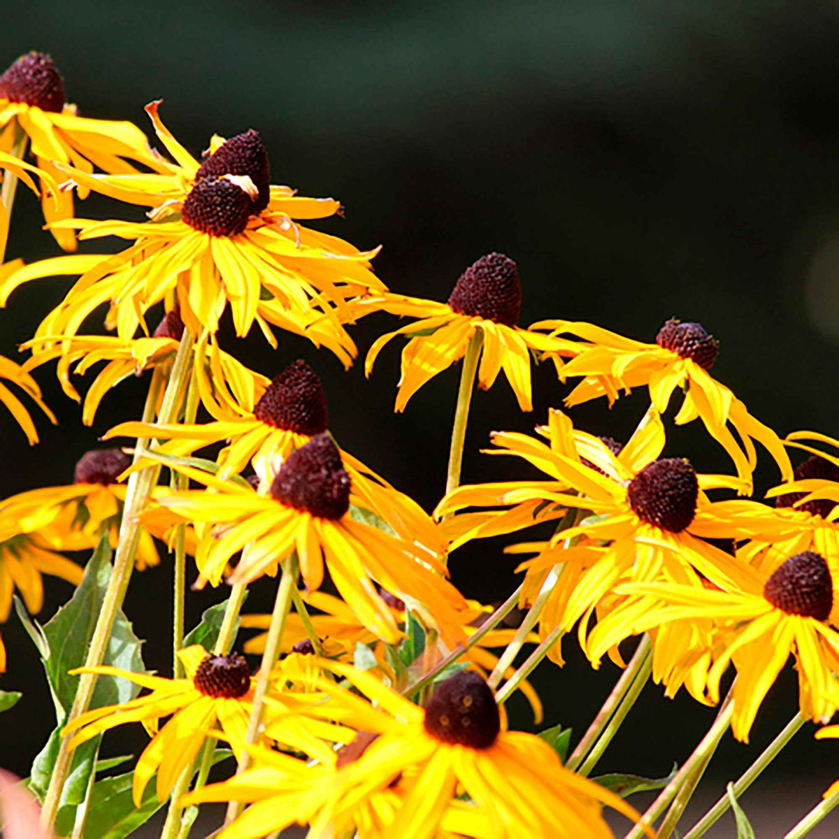 3 Rudbeckia Goldsturm - Willemse