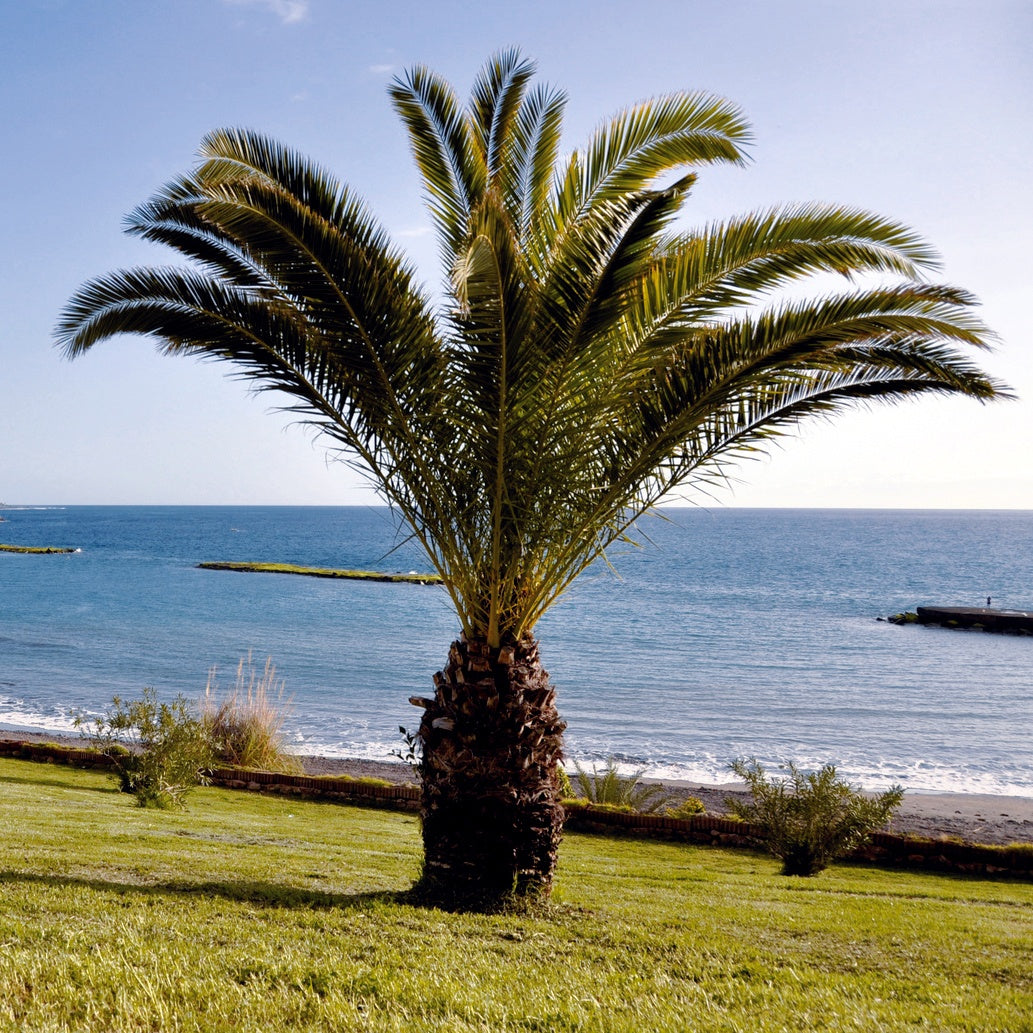 Réussir le palmier des Canaries en pleine terre - Palmiers et Compagnie