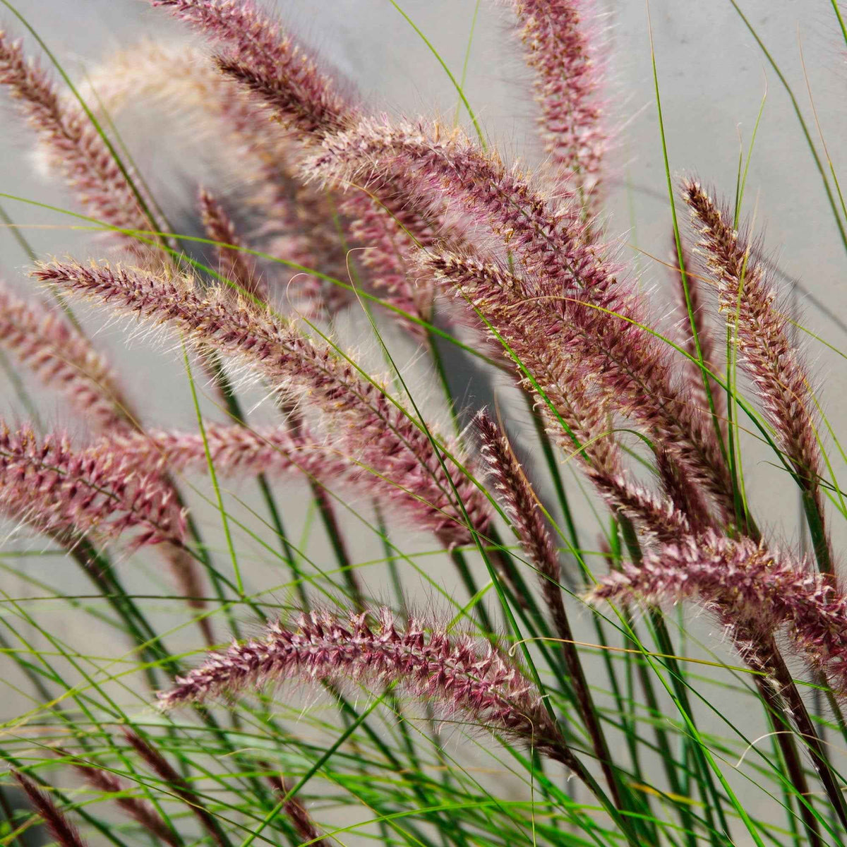 Herbe aux écouvillons Red head - Pennisetum - Pennisetum alopecuroides red head - Plantes