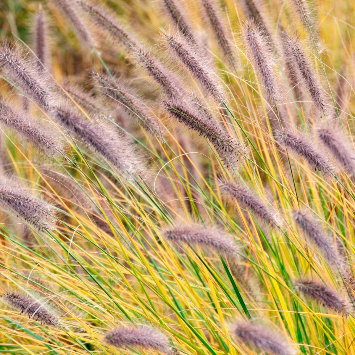 Herbe aux écouvillons viridescens - Pennisetum - Willemse