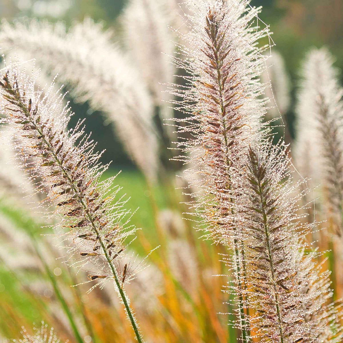 Herbe aux écouvillons d'Orient Fairy Tails - Pennisetum - Pennisetum orientale fairy tails - Plantes vivaces