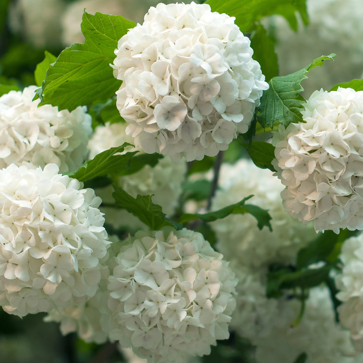 Viorne Boule de neige - Viburnum opulus Roseum - Willemse