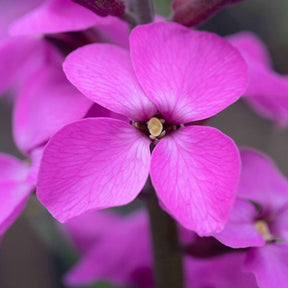 Giroflée arbustive mauve - Erysimum bowles mauve - Plantes vivaces