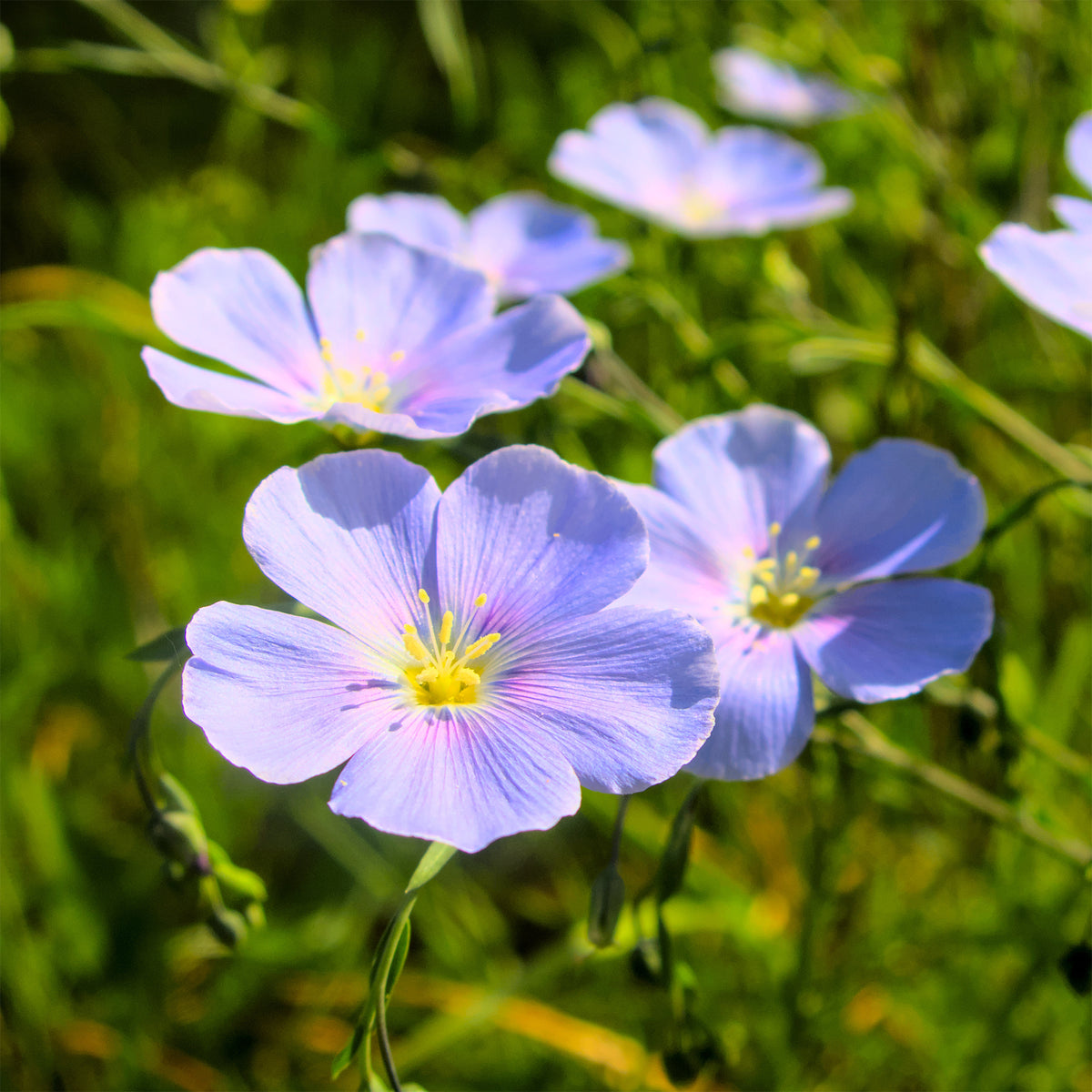 Lin vivace bleu - Linum perenne - Willemse