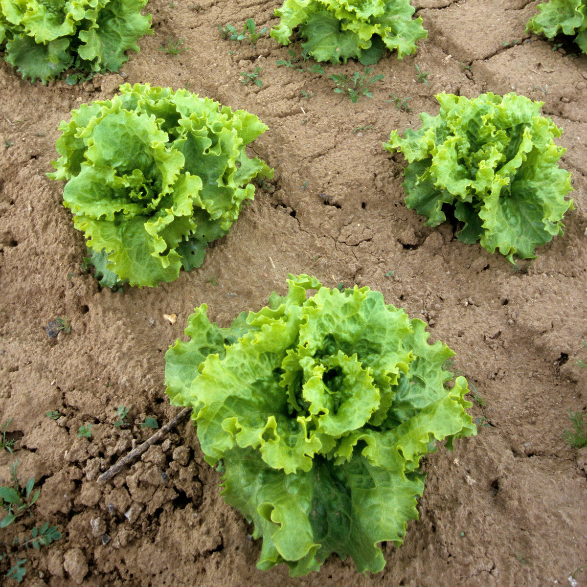 Collection de 3 salades Batavia - Lactuca sativa Blonde de Paris, Rouge grenobloise, Dorée de printemps - Salades