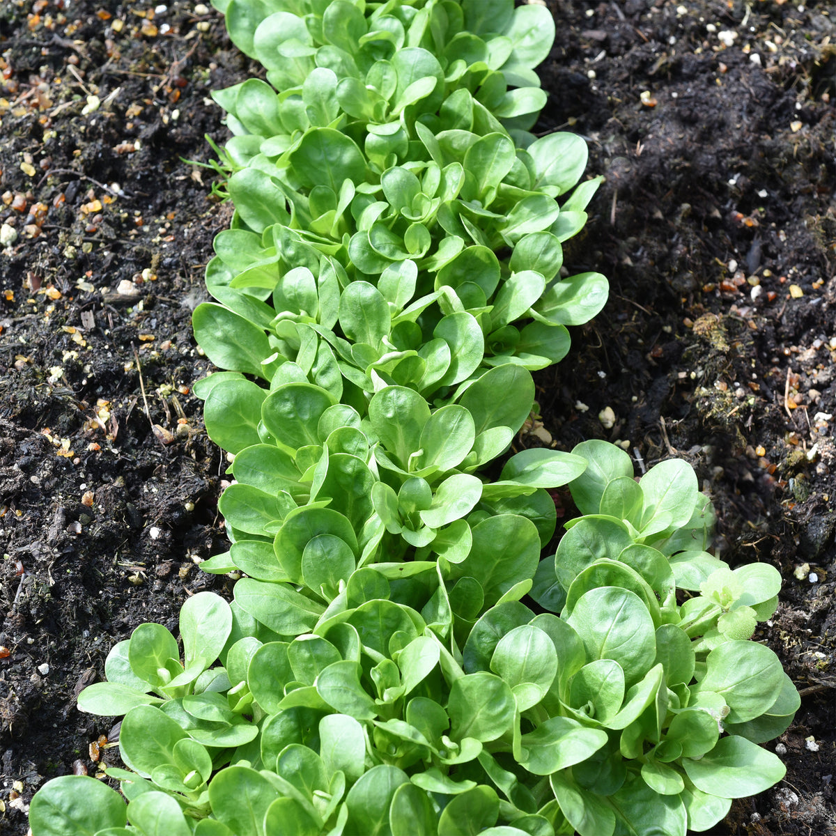 Mâche Verte à coeur plein 2 - Valerianella locusta verte à coeur plein 2 - Willemse