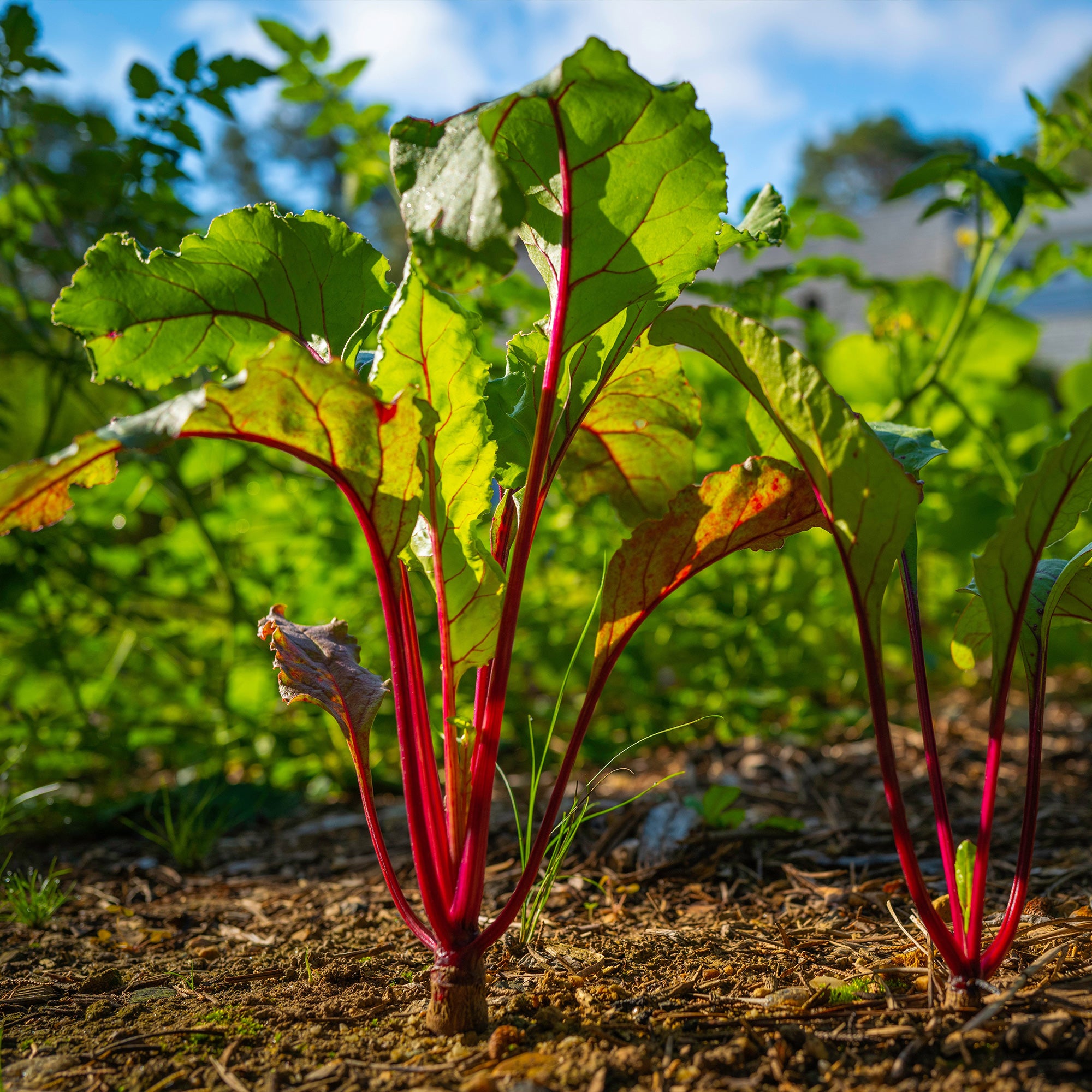 Betterave noire d'Egypte - Beta vulgaris rouge d'egypte (30 g) - Graines de fruits et légumes