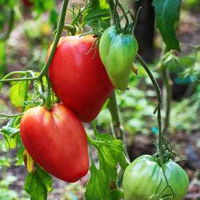 Tomate Coeur de boeuf