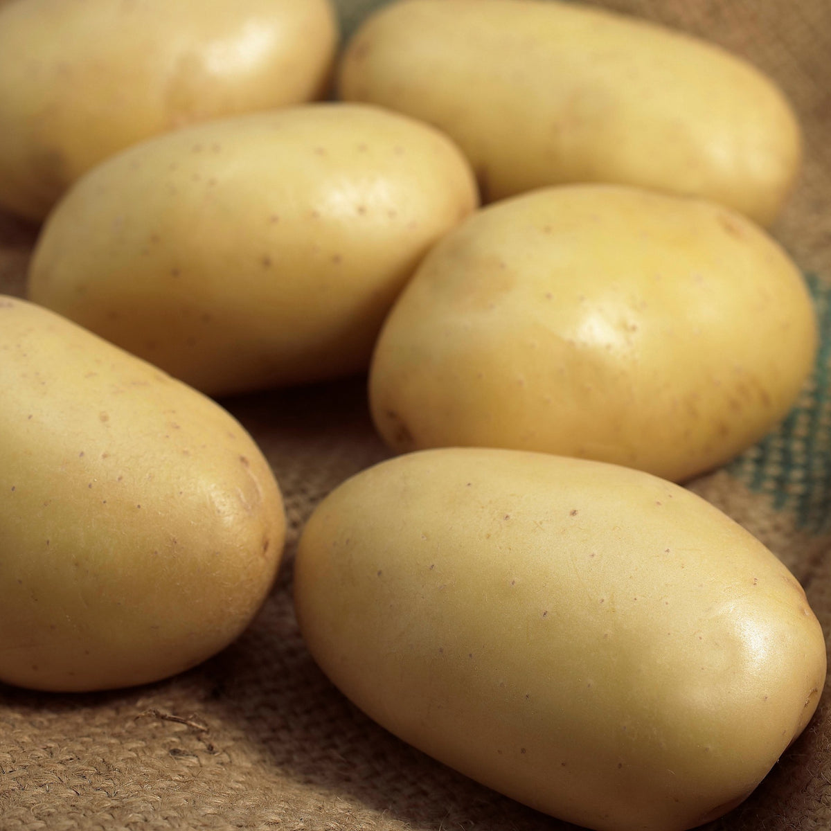 Pomme de terre Mona Lisa - Solanum tuberosum mona lisa - Willemse