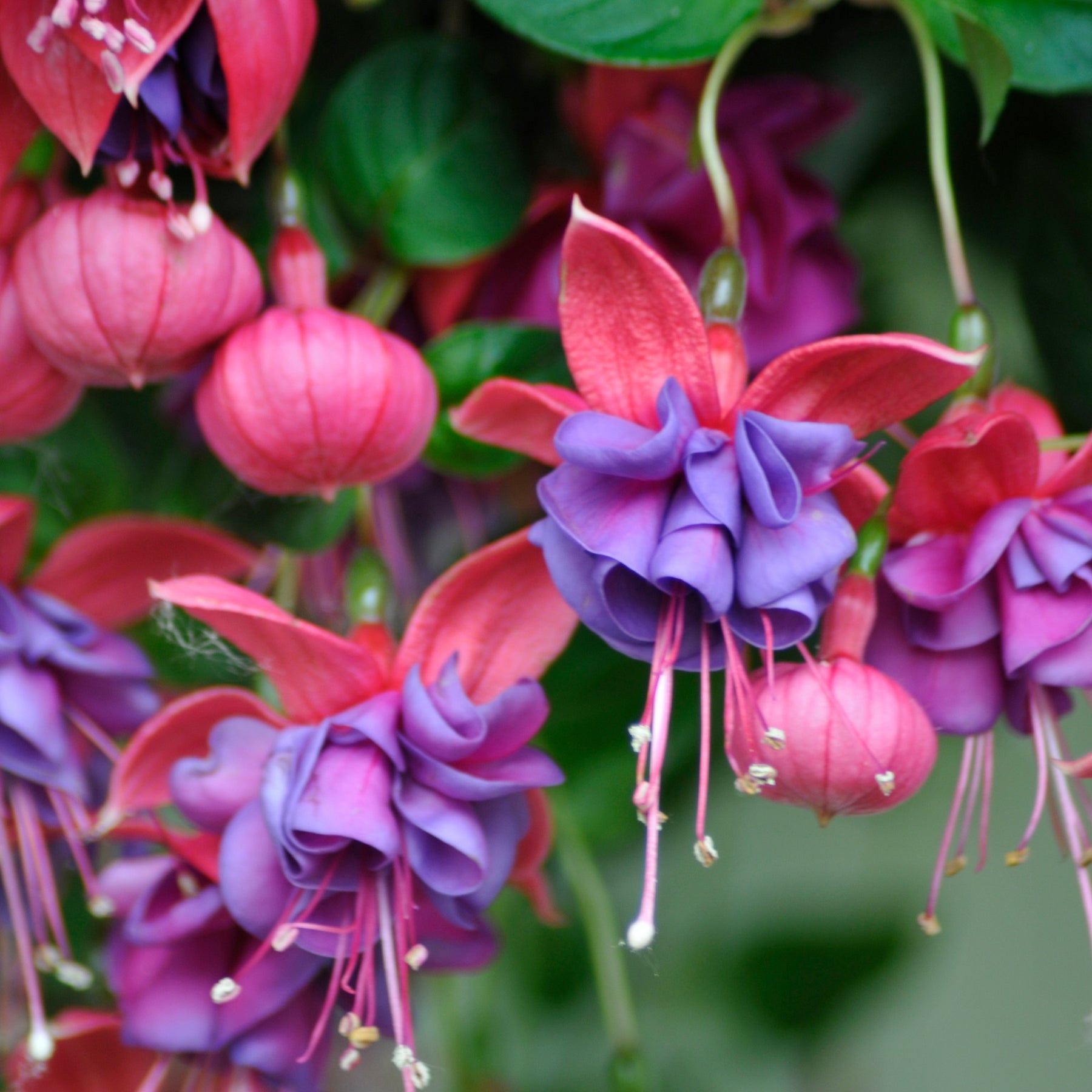 6 Fuchsias en mélange - Fuchsia Bicentennial, Dark Eyes, Bella Rosella - Plantes