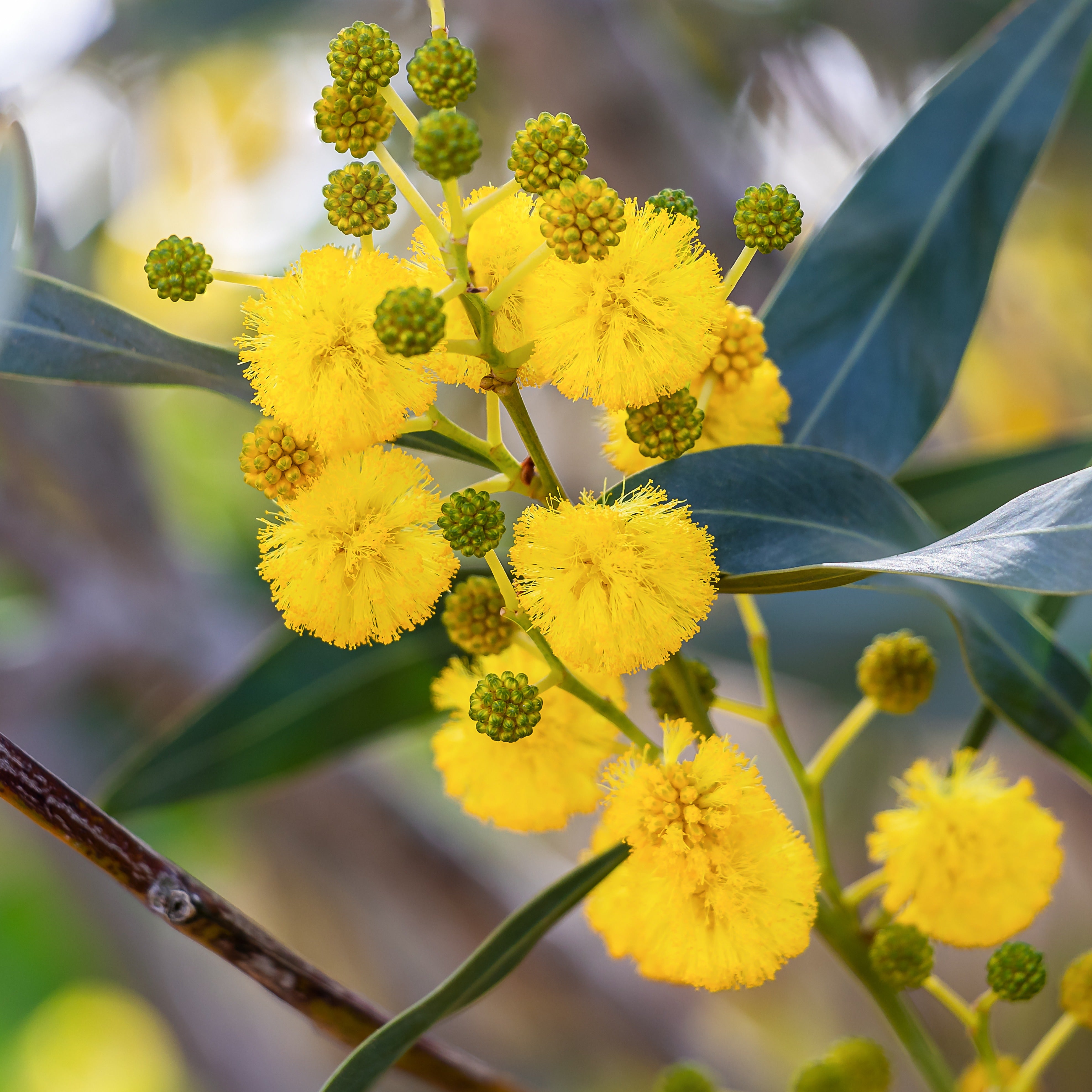 Mimosa des 4 saisons - Acacia retinodes - Mimosas