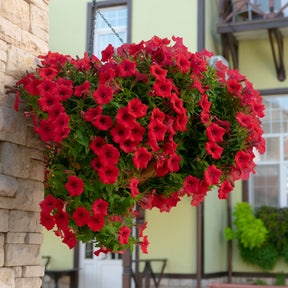 3 Pétunias retombants rouges - Petunia - Pétunias