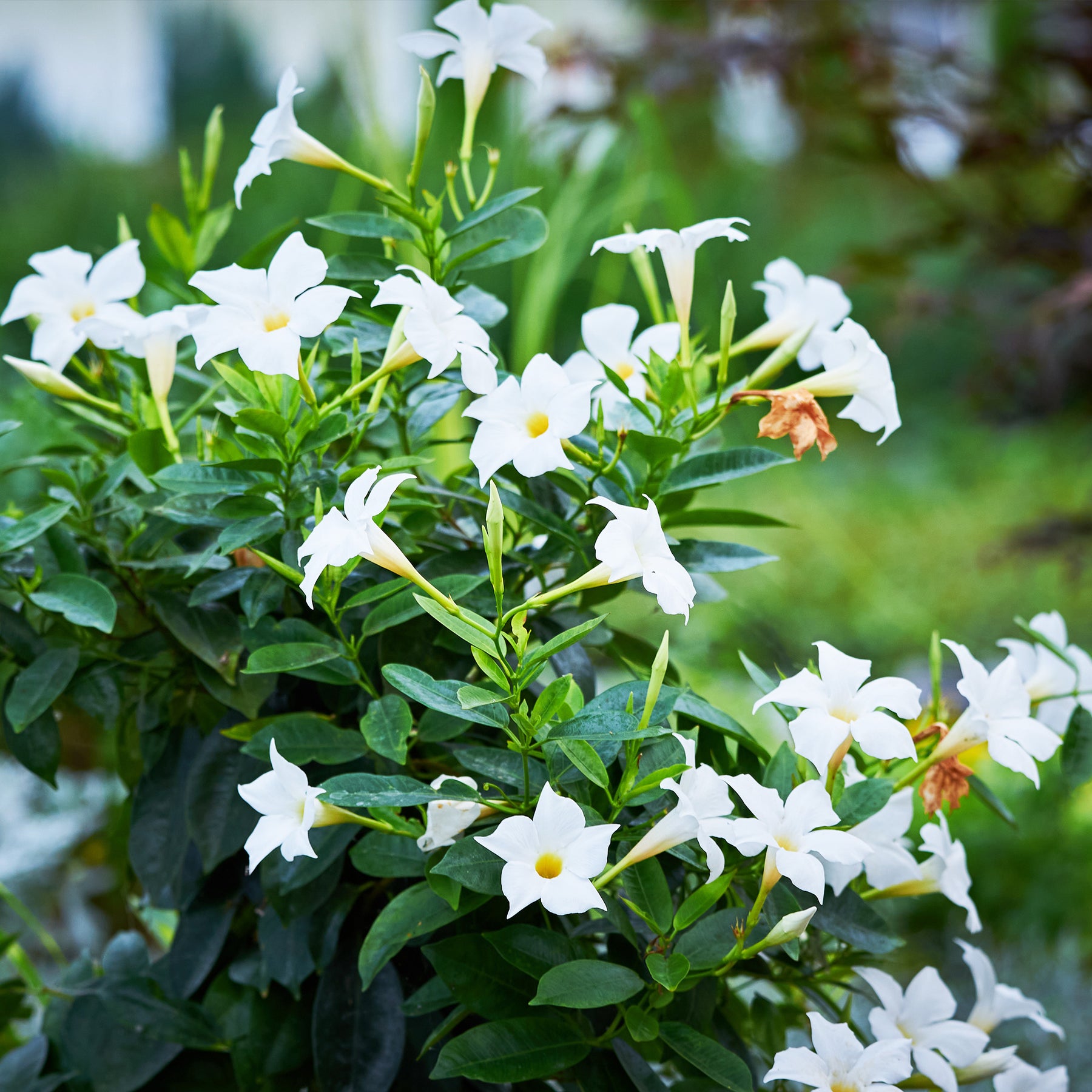 3 Jasmins du Brésil - Dipladenia en mélange - Dipladenia