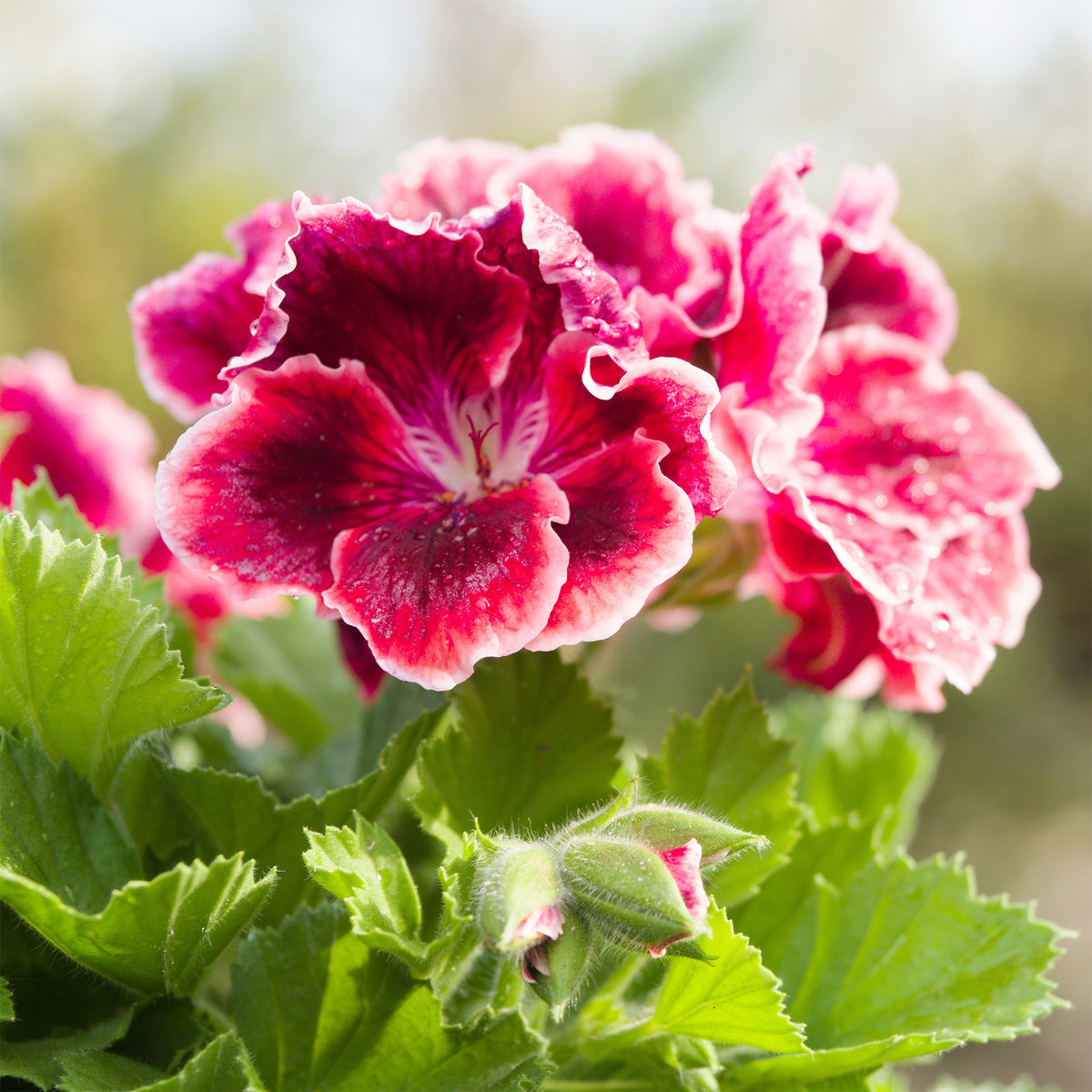 3 Géraniums parfumés Pansy - Pelargonium pansy - Willemse