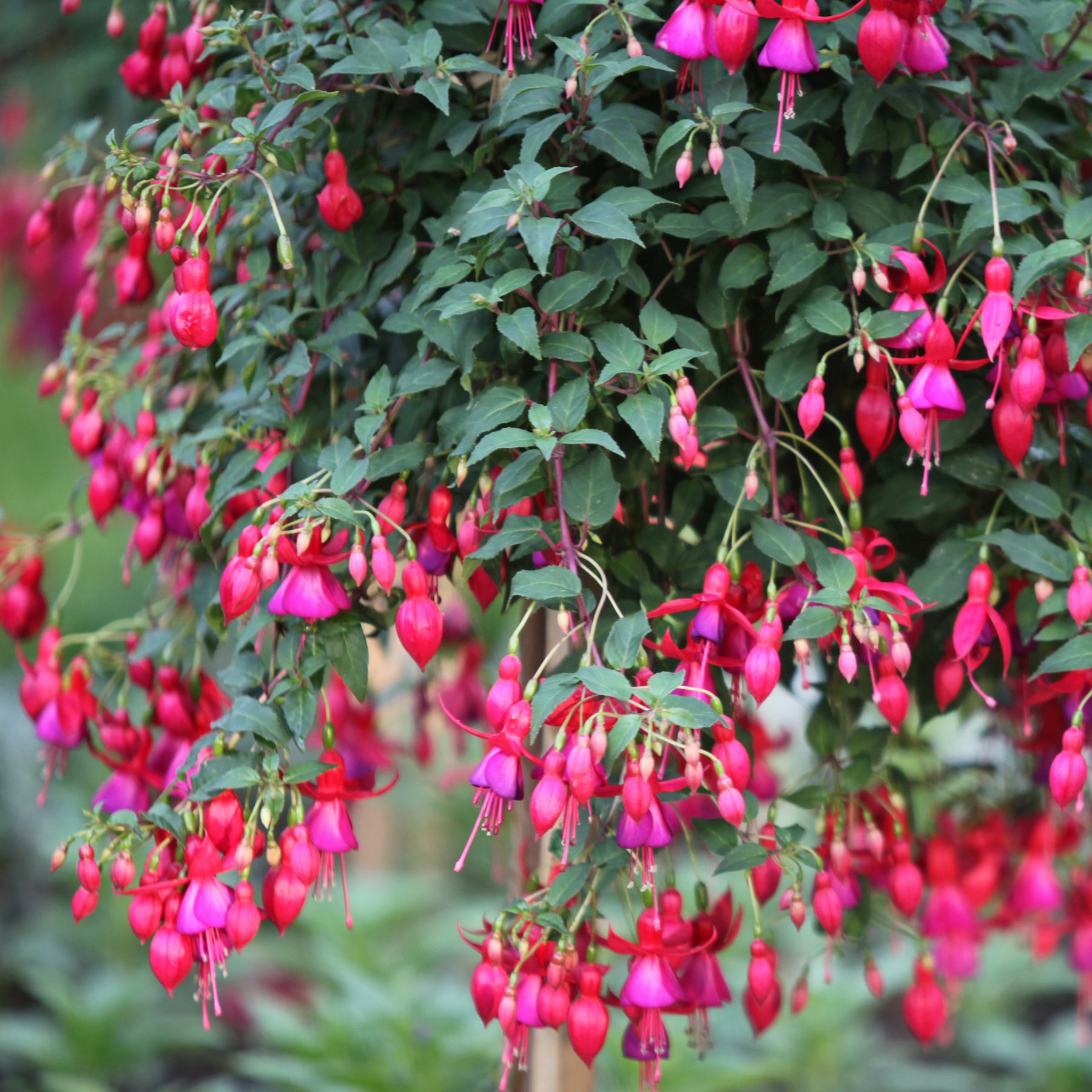 3 Fuchsias résistants au gel Brilliant - Fuchsia brilliant - Plantes vivaces