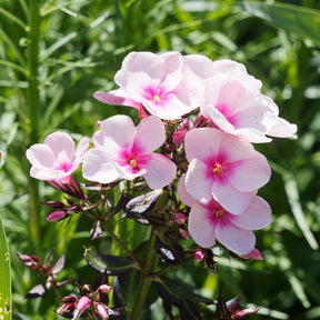 Massif de 50 plantes vivaces assorties - Superficie environ 6 m²