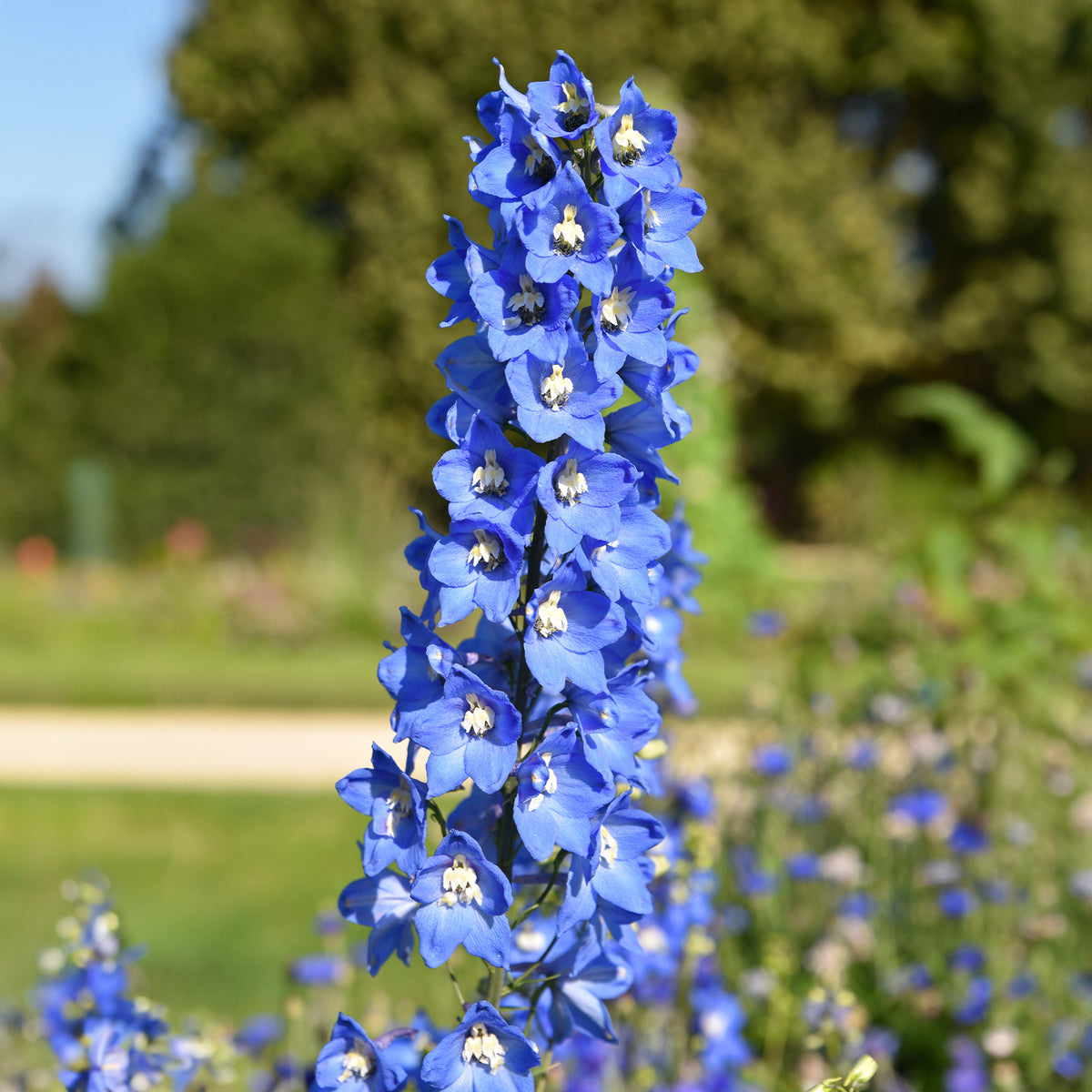 5 Delphiniums Ciel Bleu - Willemse