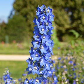 5 Delphiniums Ciel Bleu - Delphinium ciel bleu