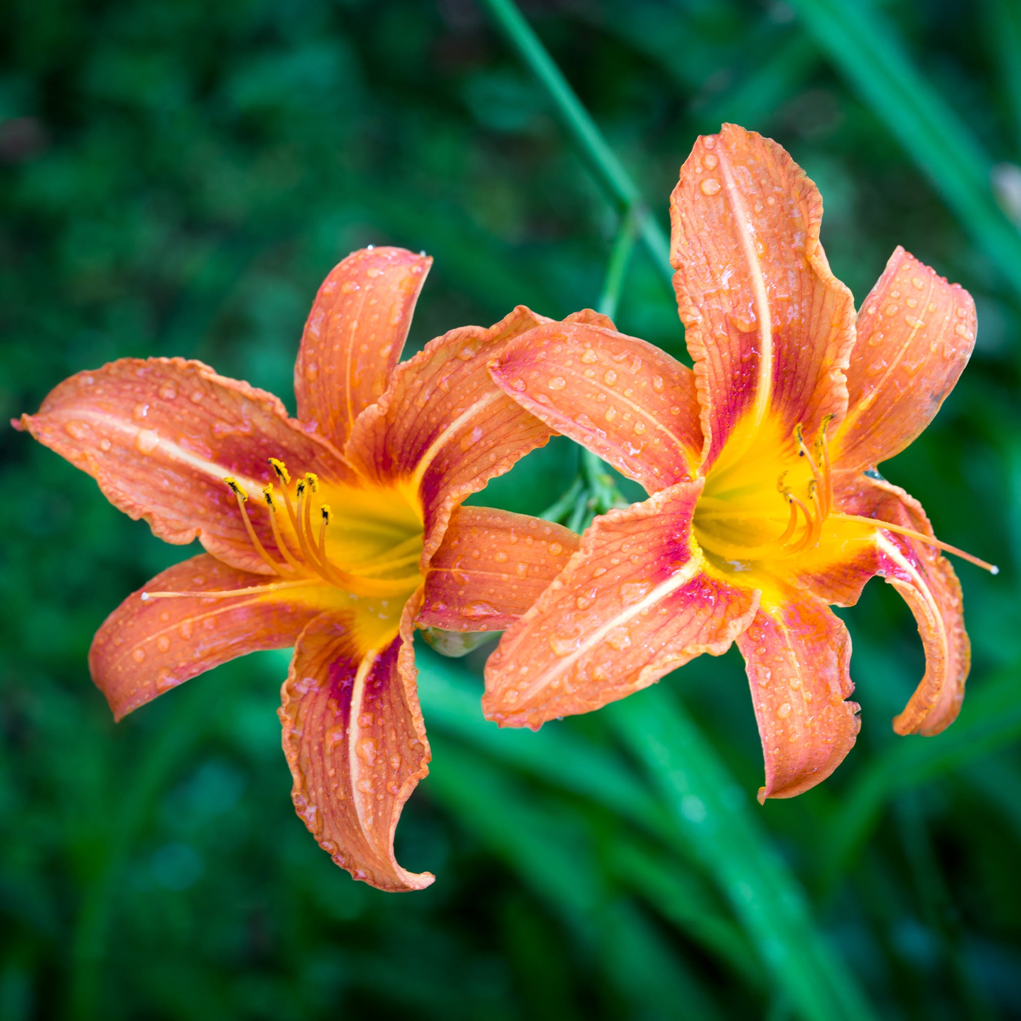 5 Lis perpétuels en mélange - Hemerocallis - Plantes vivaces