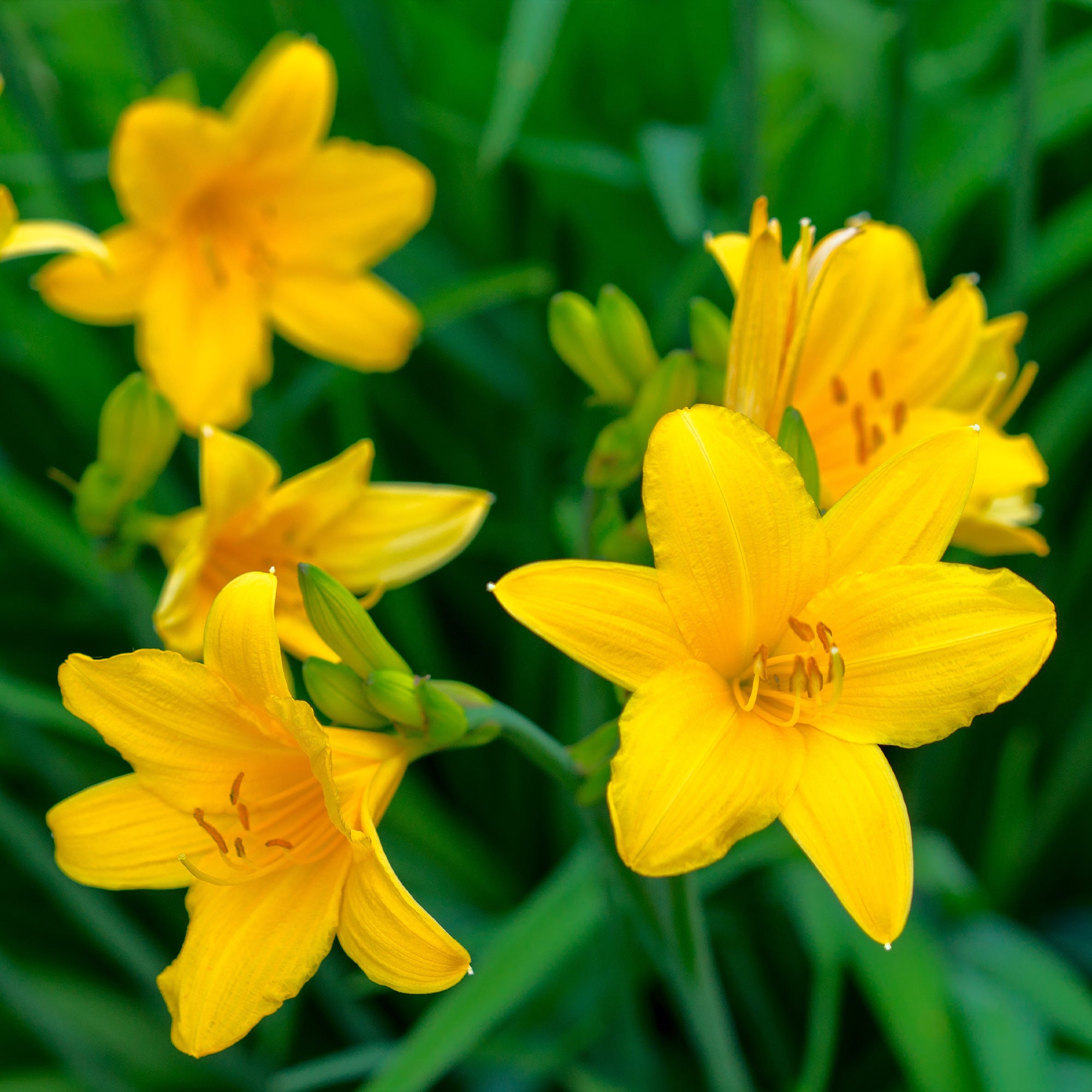 Hemerocallis