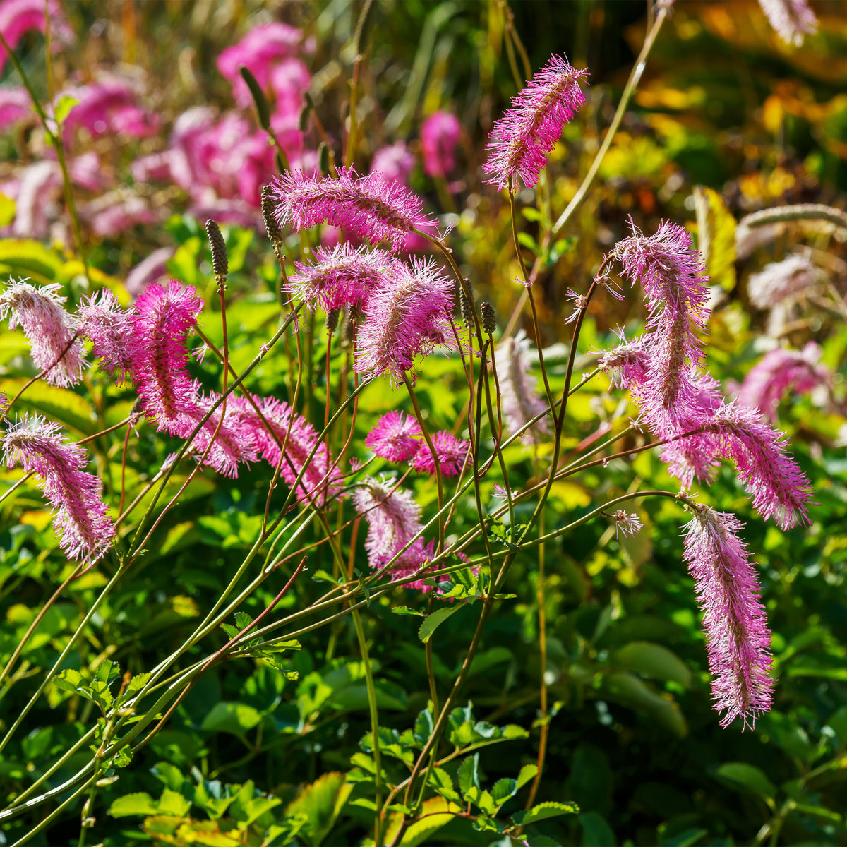 Collection de 5 Pimprenelles et de Veroniques - Sanguisorba obtusa, Veronicastrum virginicum Cupid - Plantes