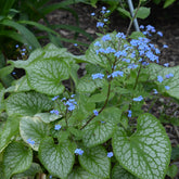 Myosotis du Caucase Emerald Mist