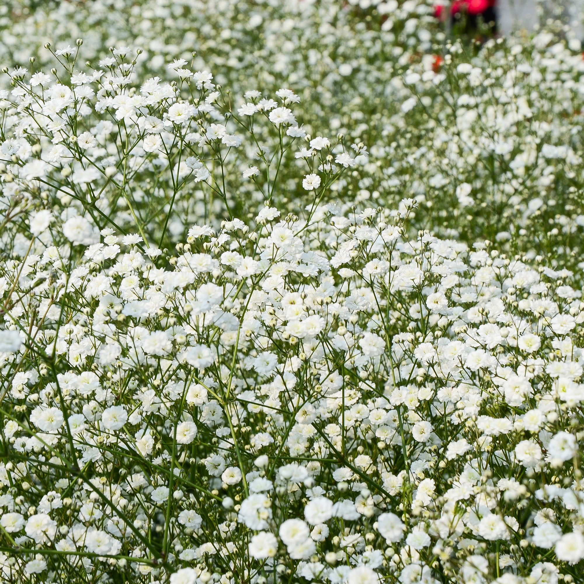 Massif de 50 plantes vivaces assorties - Superficie environ 6 m²