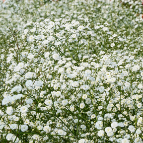 Collection de 11 plantes vivaces pour massifs champêtres - Delphinium, gypsophila paniculata, centranthus ruber - Plantes