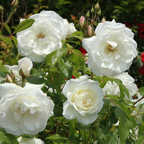 Collection de 3 Rosiers buissons : Black Baccara, Candy stripe, Helga - Rosa 'black baccara', 'candy stripe', 'helga' - Plantes