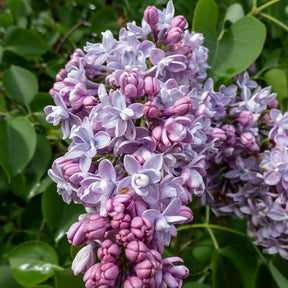 Collection de 4 Lilas doubles : bleu, rouge, lilas, blanc - Syringa vulgaris - Plantes