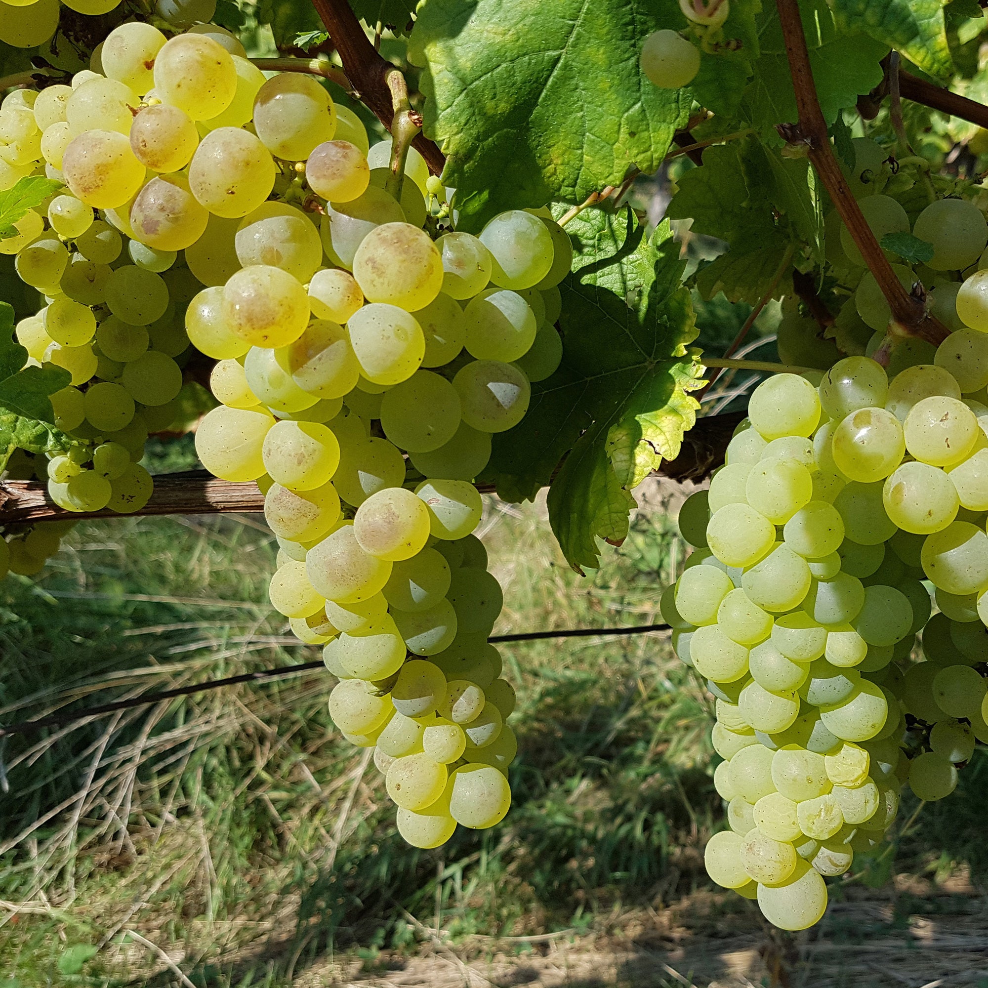 Vigne Chasselas de Fontainebleau