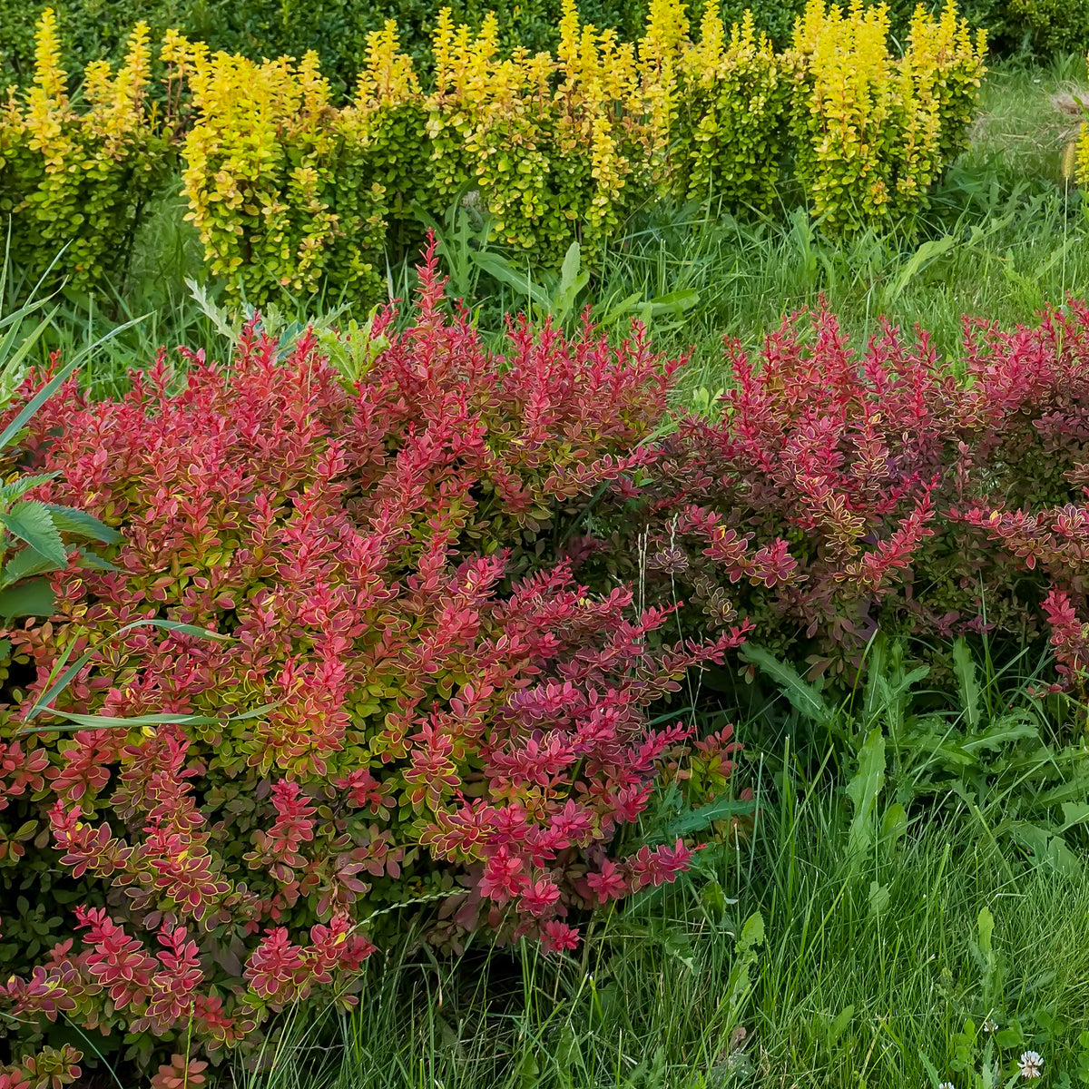 Haie de Berberis rouges - Berberis thunbergii Atropurpurea - Willemse