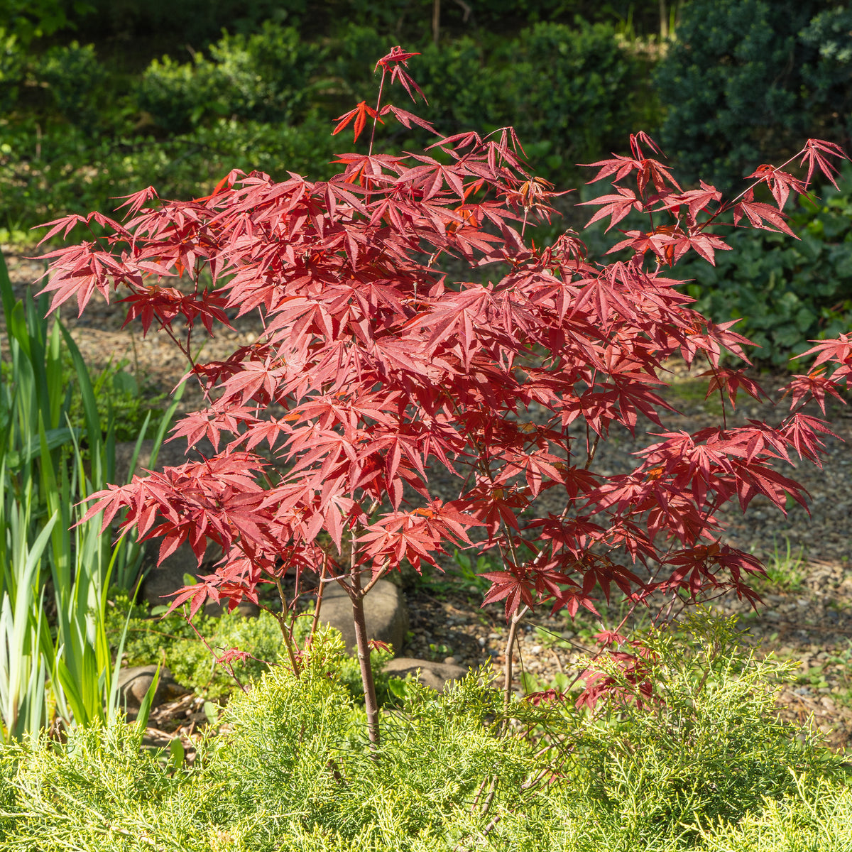 Erable pourpre du Japon - Willemse