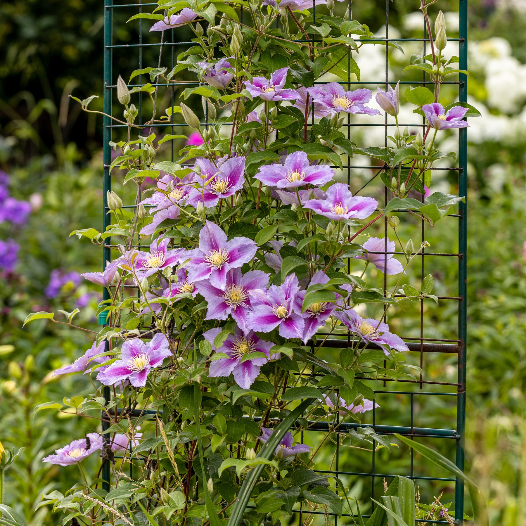 Clématite Piilu - Clematis patens Piilu