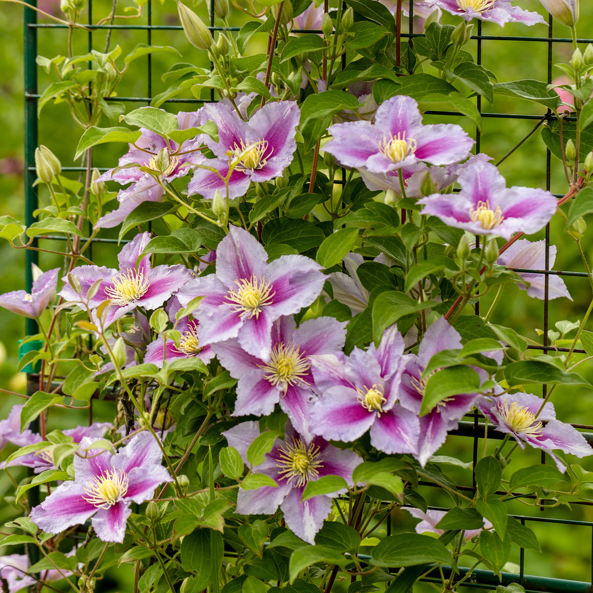 Clématite Piilu - Clematis patens Piilu - Willemse